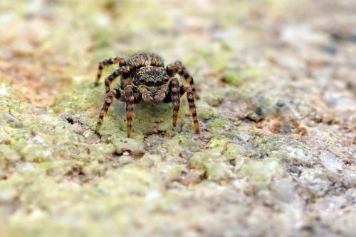 Réf. 300 409 : Pseudeuophrys erratica